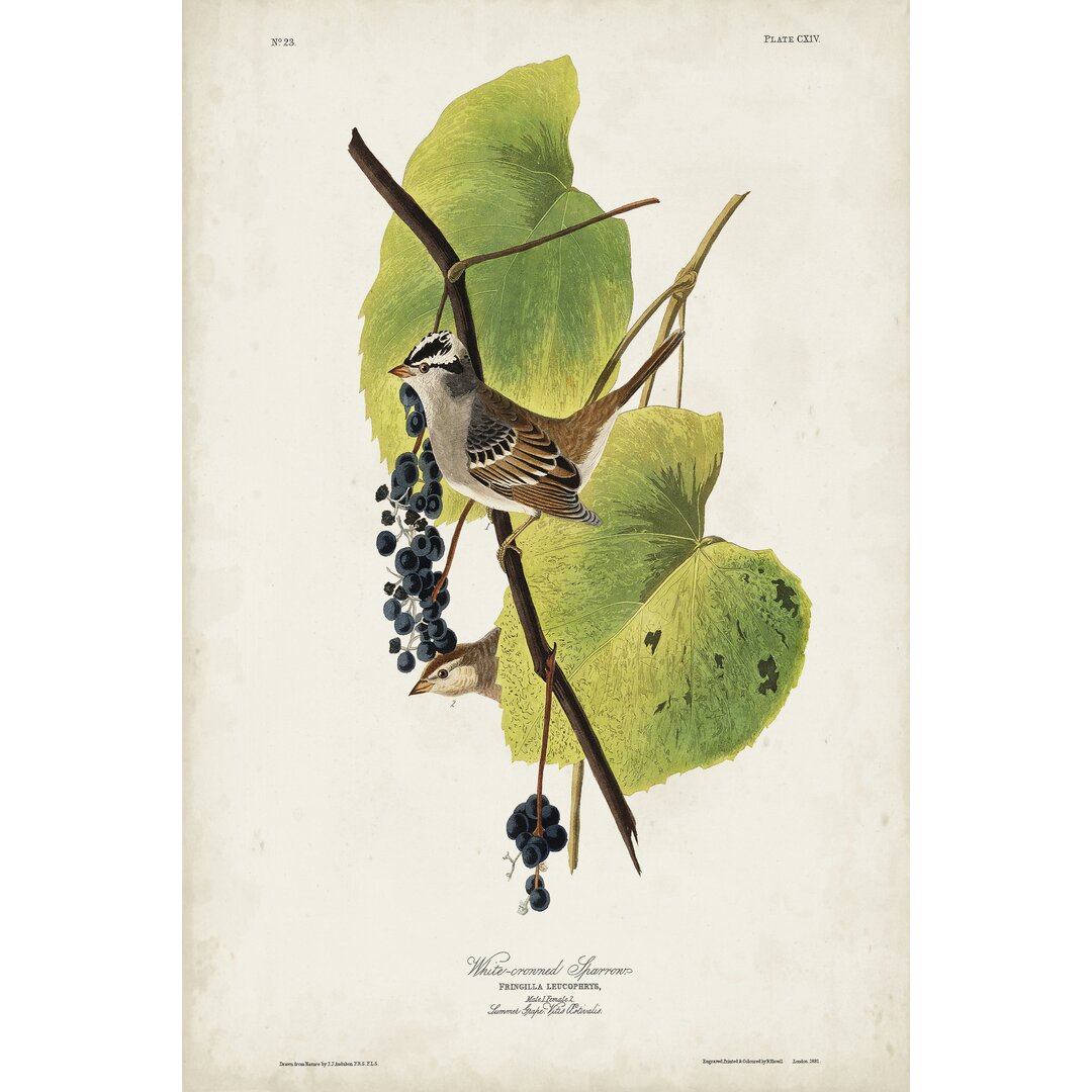 Leinwandbild Pl 114 Weiß-gekrönter Spatz von John Audubon