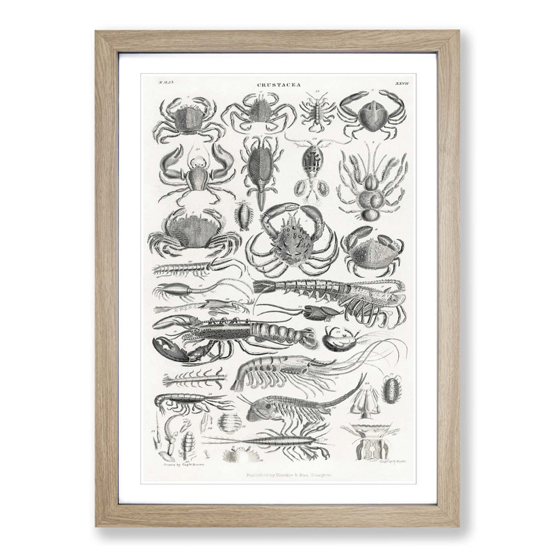 Study of Crustaceans by Oliver Goldsmith - Picture Frame Drawing Print, Oak Framed, 65cm H x 48cm W x 2cm D