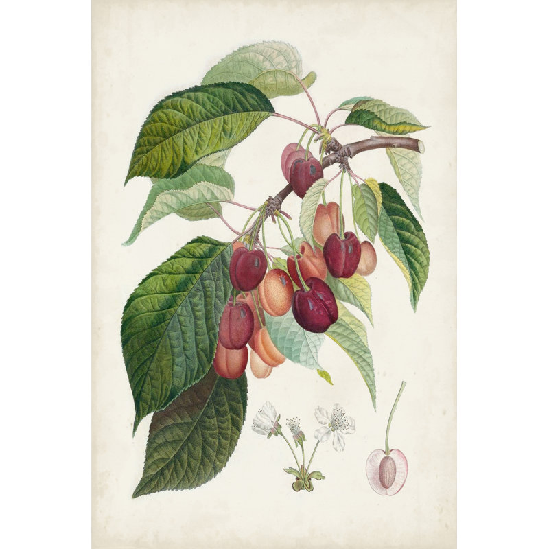 Bigarreau rouge by Pierre Antoine Poiteau - Painting, 46cm H x 30cm W, Wrapped Canvas