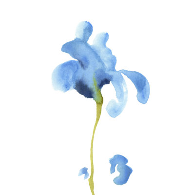 Iris bleu saisissant II