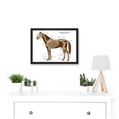 Horse Anatomy Diagram Vets Animals Skeleton - Single Picture Frame Print