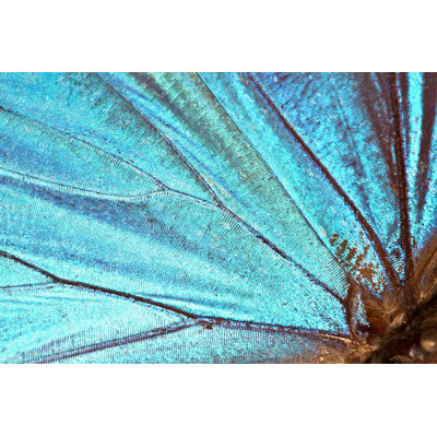 Butterfly wing background 1 Piece Wrapped Canvas Wall Art