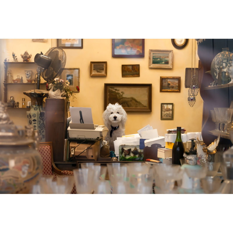 Parisian Dog at Work - Picture Frame Photograph on Paper , 33" H x 47" W, Natural Framed
