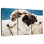 Brampt Australian Shepherd Dogs