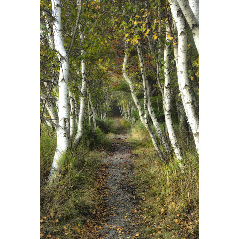 Birch Path II, H 48 po x l 32 po x P 1,25 po