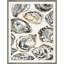 Oyster Collage 2 Print