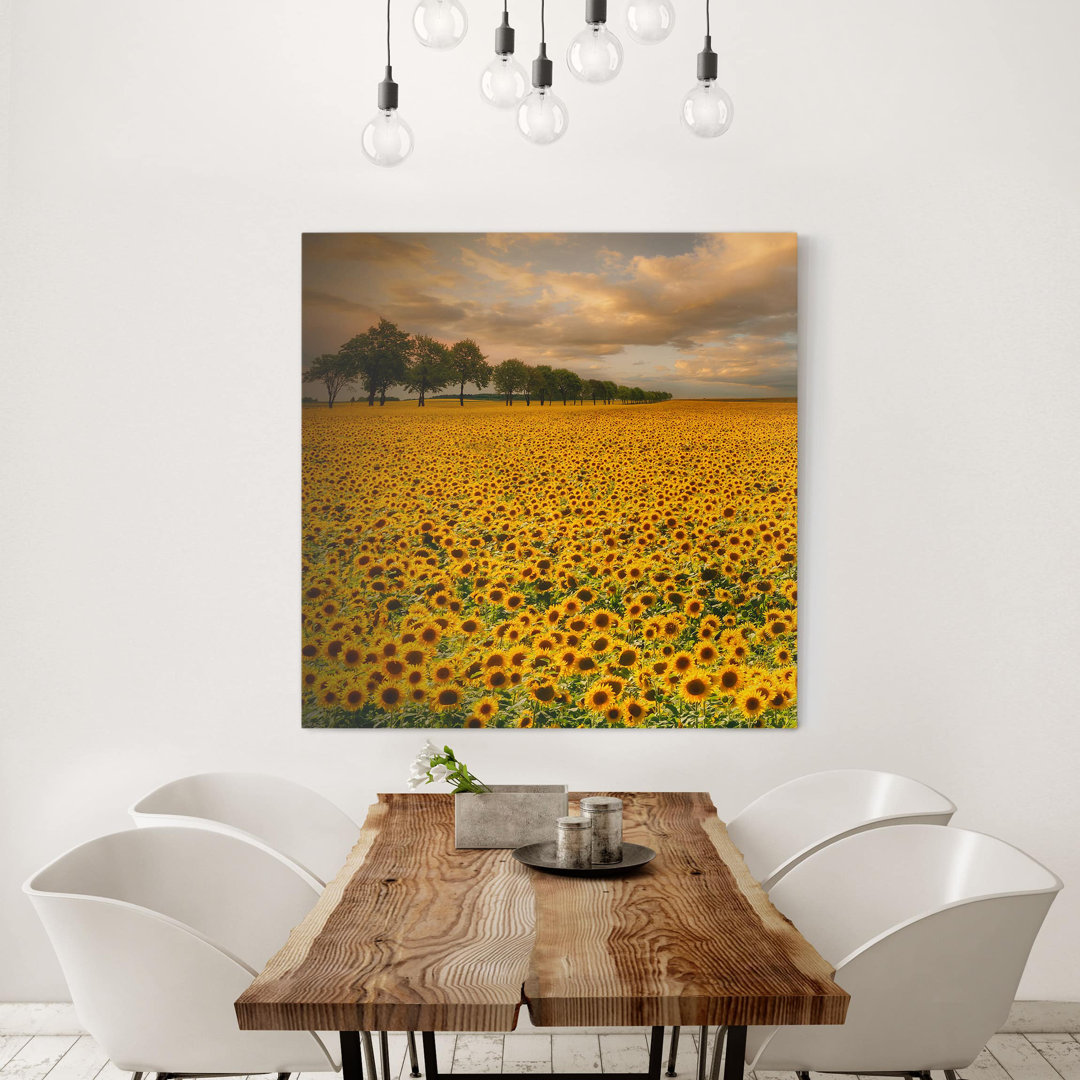 Leinwandbild Feld mit Sonnenblumen