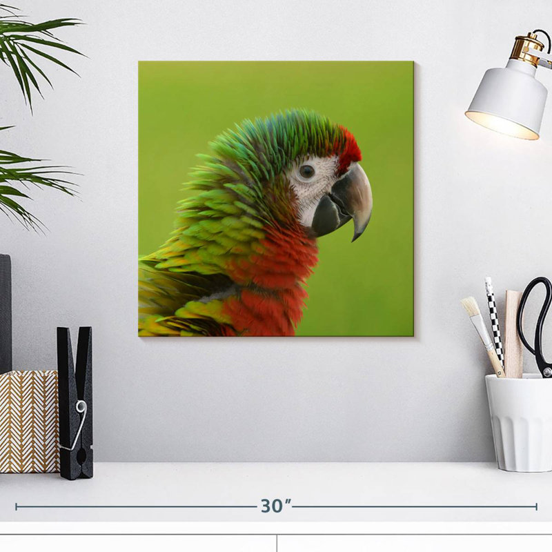Brampt Macaw Bird Head, 16" H x 16" W
