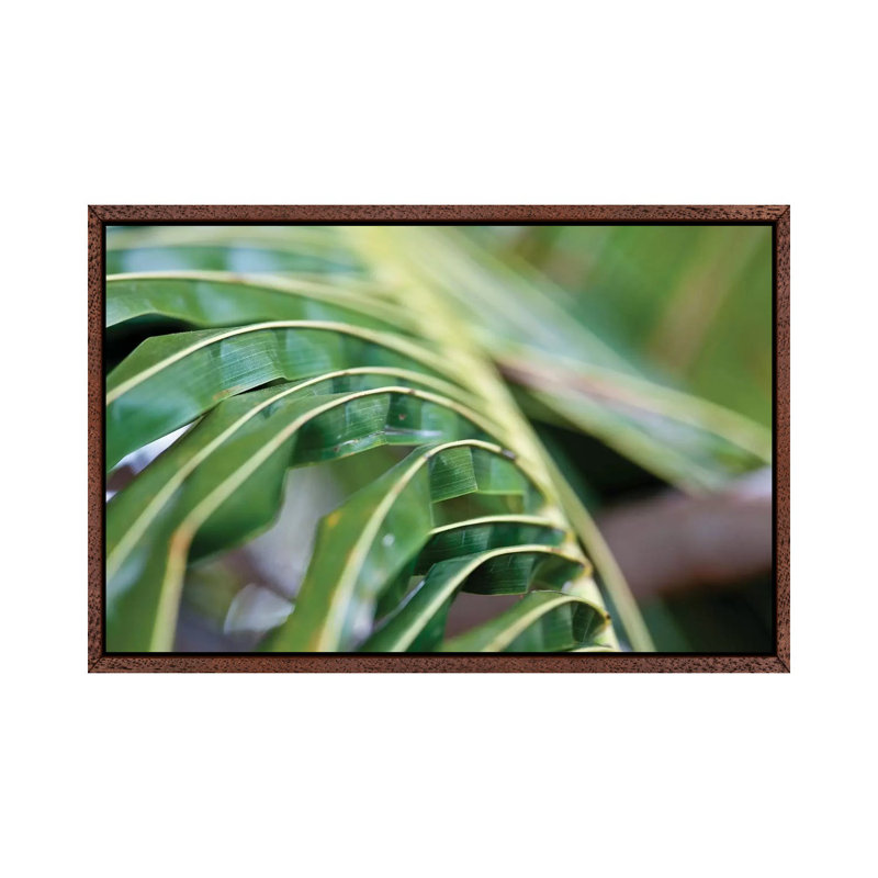 Close-Up Detail Of Plant, Culebra Island, Puerto Rico by Panoramic Images - Gallery-Wrapped Canvas Giclée on Canvas