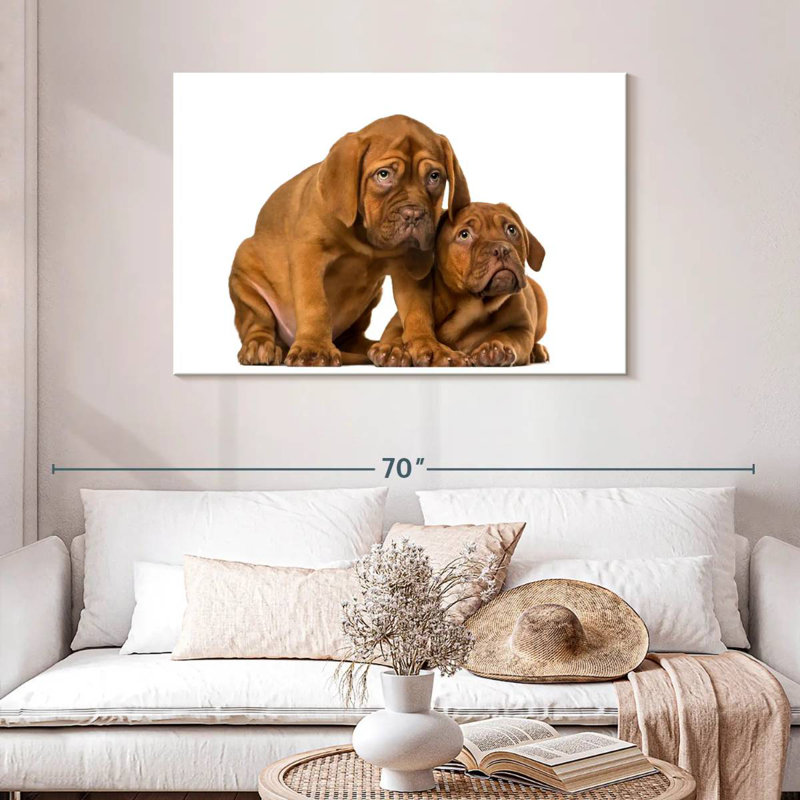 Chiots mastiff français