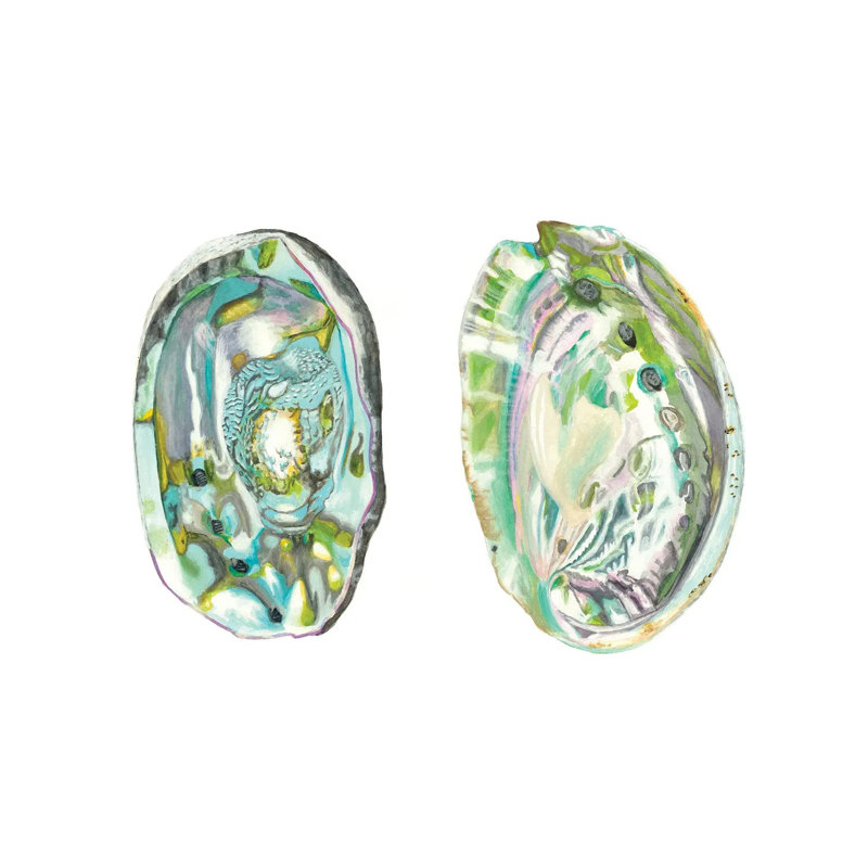 Abalone Shells II by Naomi McCavitt - 1 Piece Wrapped Canvas Wall Art, 30.48cm H x 45.72cm W x 1.91cm D