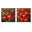 Tomato Scarlet Spheres - Légumes, ensemble de 2 collages carrés-566390704-566390670