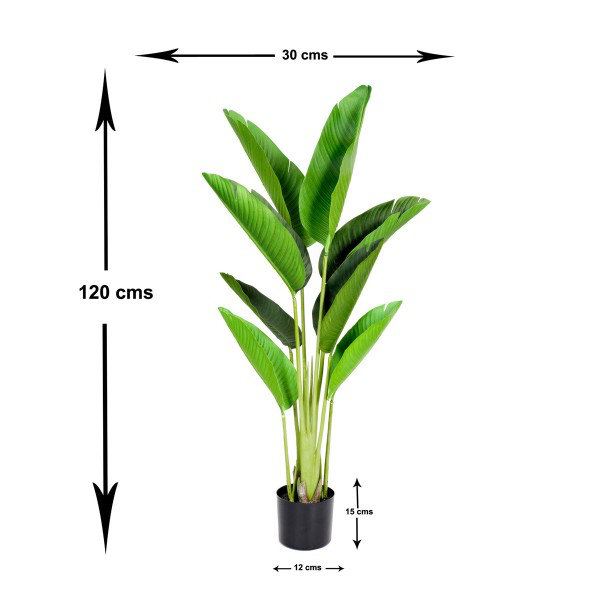 120cm Plant