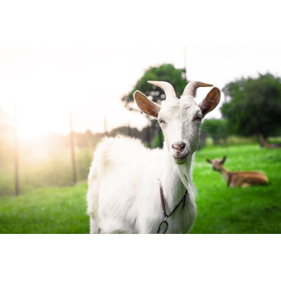 " Gorgeous White Goat's Portrait "