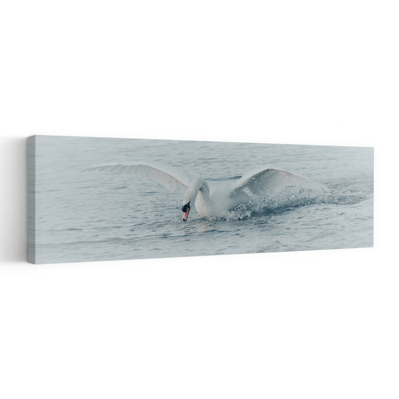 Cygne blanc, éclaboussure, sérénité, sérénité, oiseau, faune, H 20 po x l 60 po