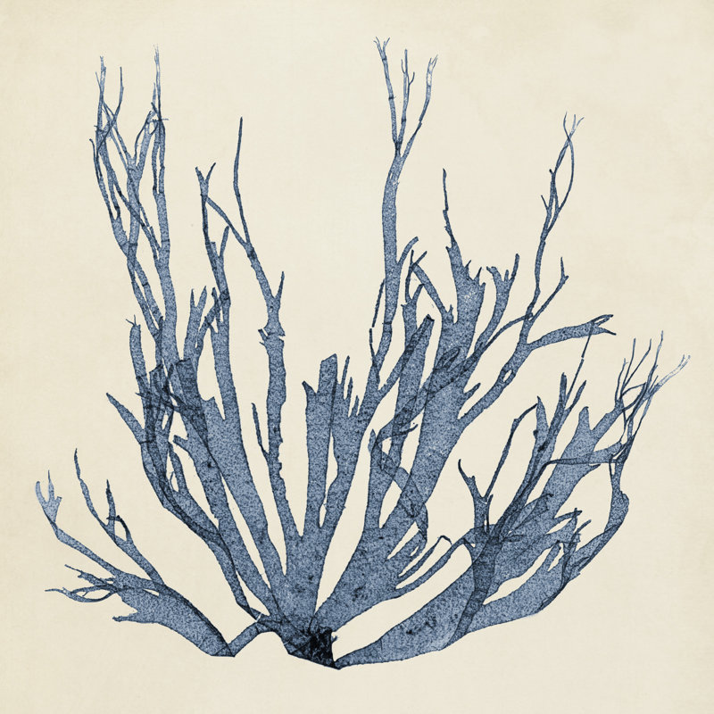 Coastal Seaweed I - Wrapped Canvas Painting, 122cm H x 122cm W x 3.8cm D