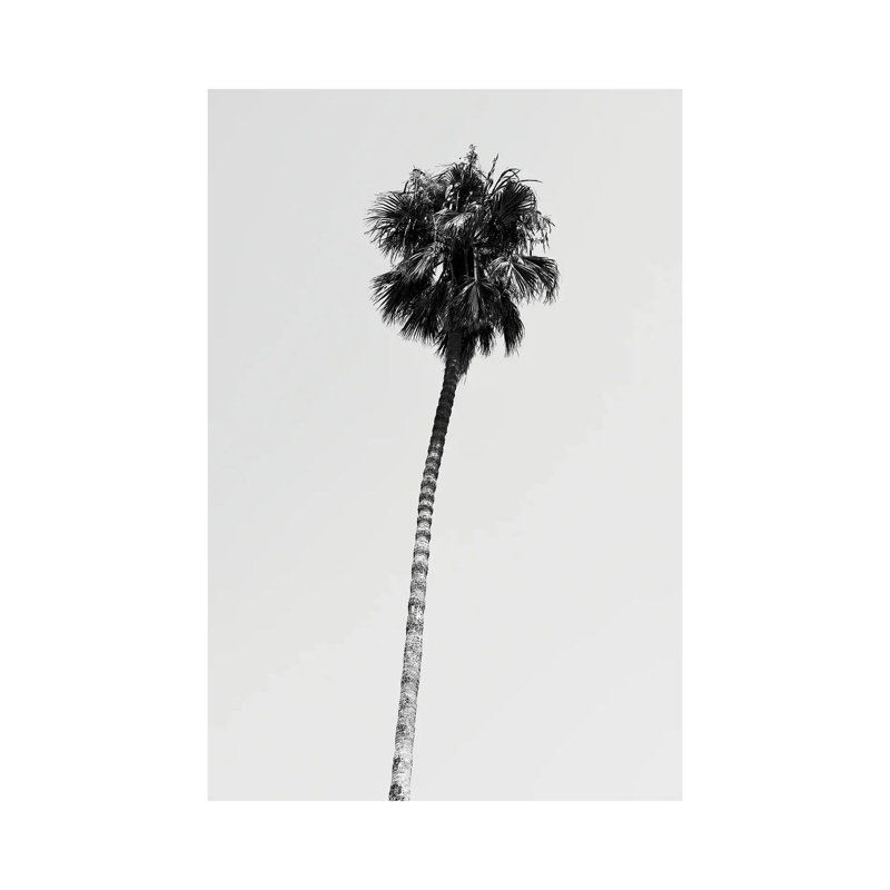 Hollywood Palm Tree by Philippe Hugonnard - Wrapped Canvas Print, 20.32 cm H x 30.48 cm W