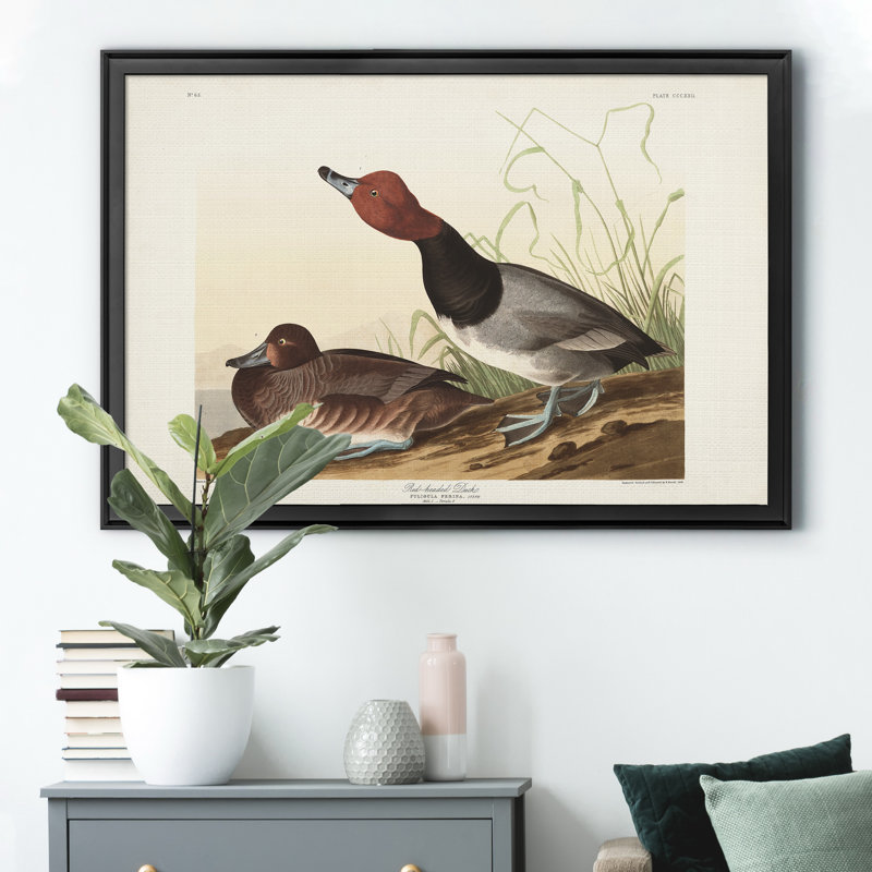 Red Headed Duck - reproduction d'art sur toile encadrée, H 30,5 po x l 42,5 po x P 1,5 po, Noir