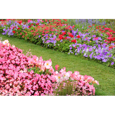 Flower Garden in Summer by Basieb