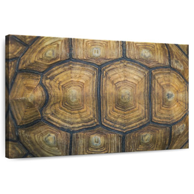 Écaille de tortue Brampt