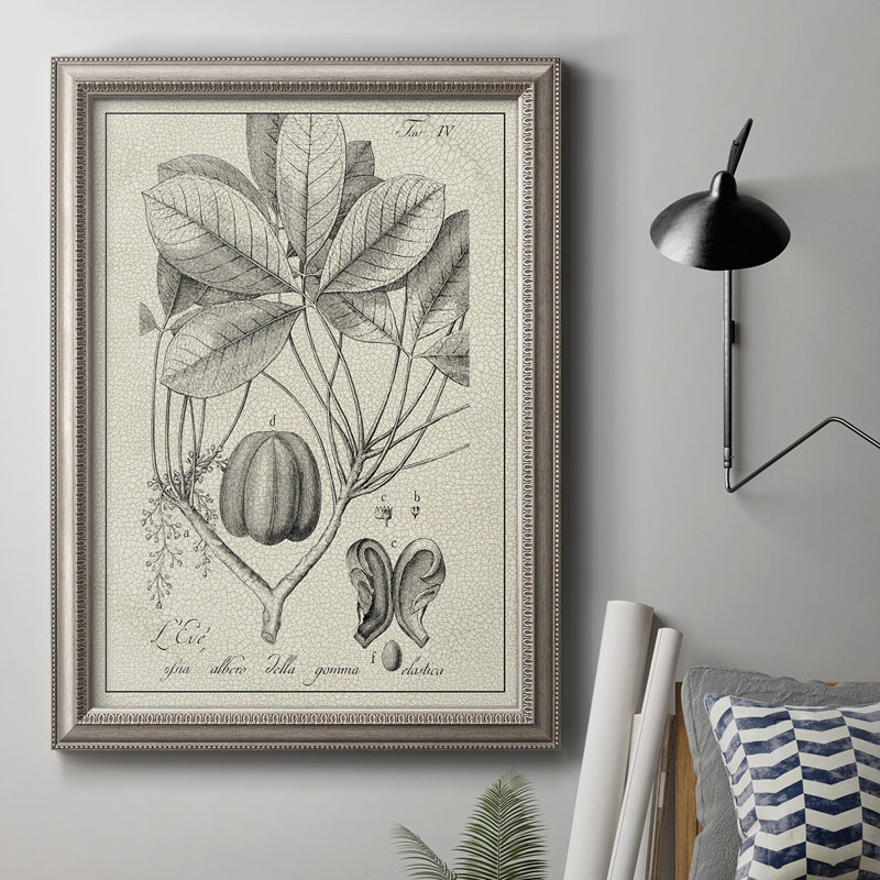 «Antique Black & White Botanical VI», reproduction d'art sur toile encadrée, L 16 po x H 20 po