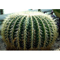 Cactus Live Plants You'll Love