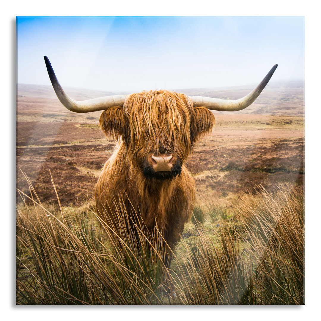 Ungerahmtes Foto auf Glas "Highland-Rinder mit großen Steppenhörnern"