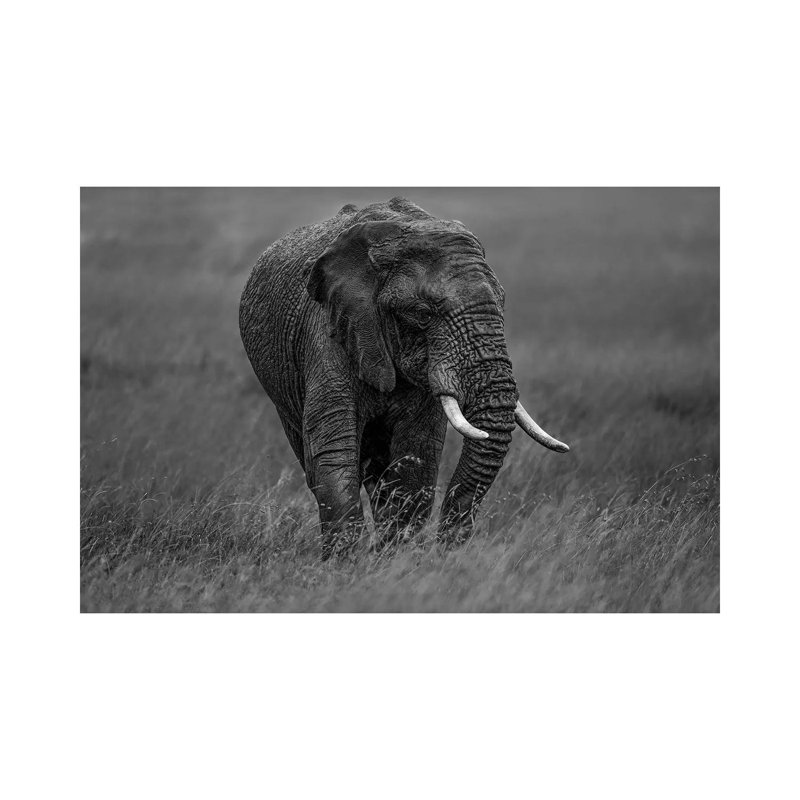 Graphite 1 Piece Wrapped Canvas Wall Art, 101.6 cm H x 66.04 cm W x 1.91 cm D