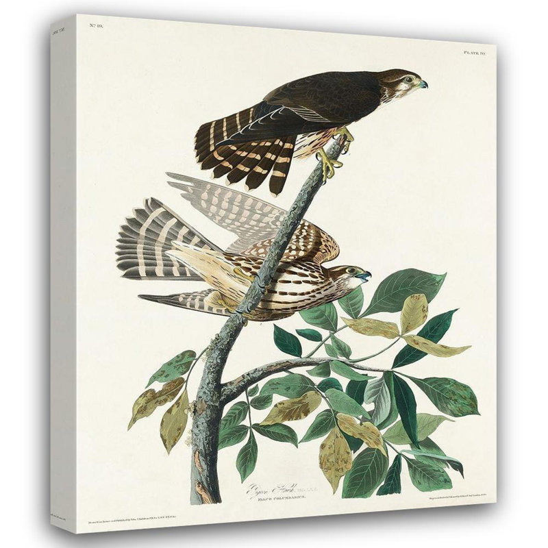 Art sur toile tendu Lark Manor ™, Audubon, John James 53560, H 24 po x l 20 po