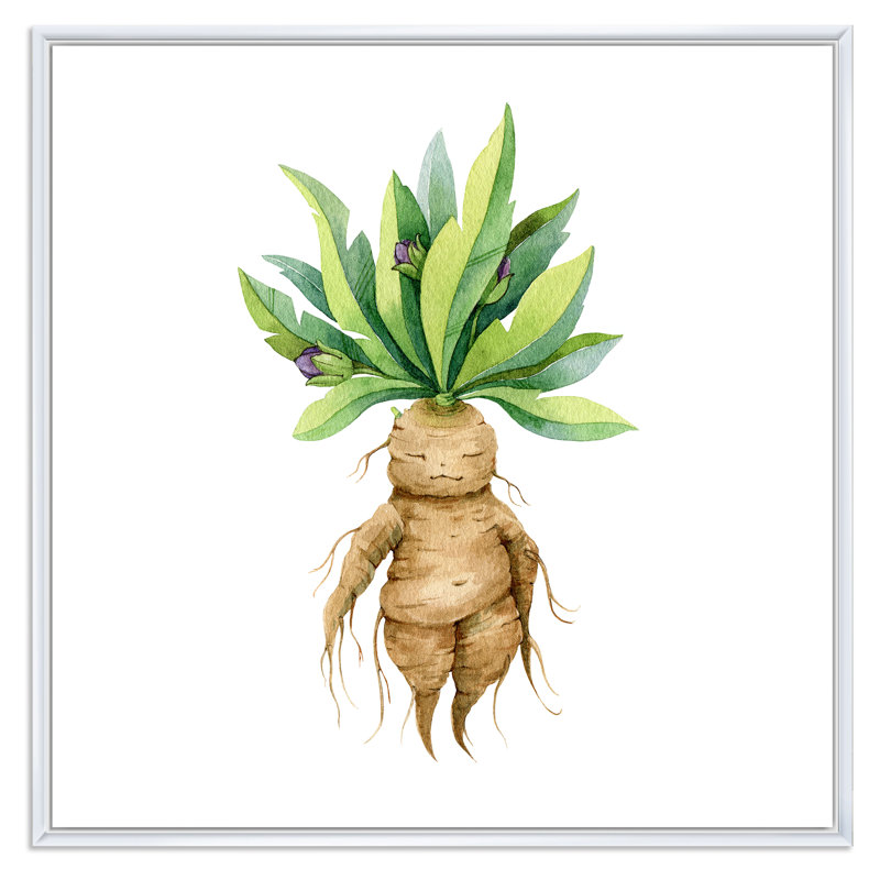 " Mandragora Plant " Painting Print, White Floater Framed, 16" H x 16" W x 1" D