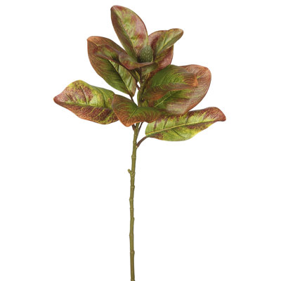 Tige de magnolia à feuilles à automne single