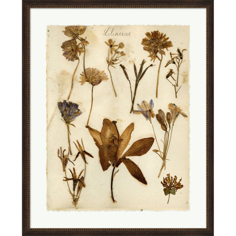 Napa Valley 1872 Herbarium XIII Print