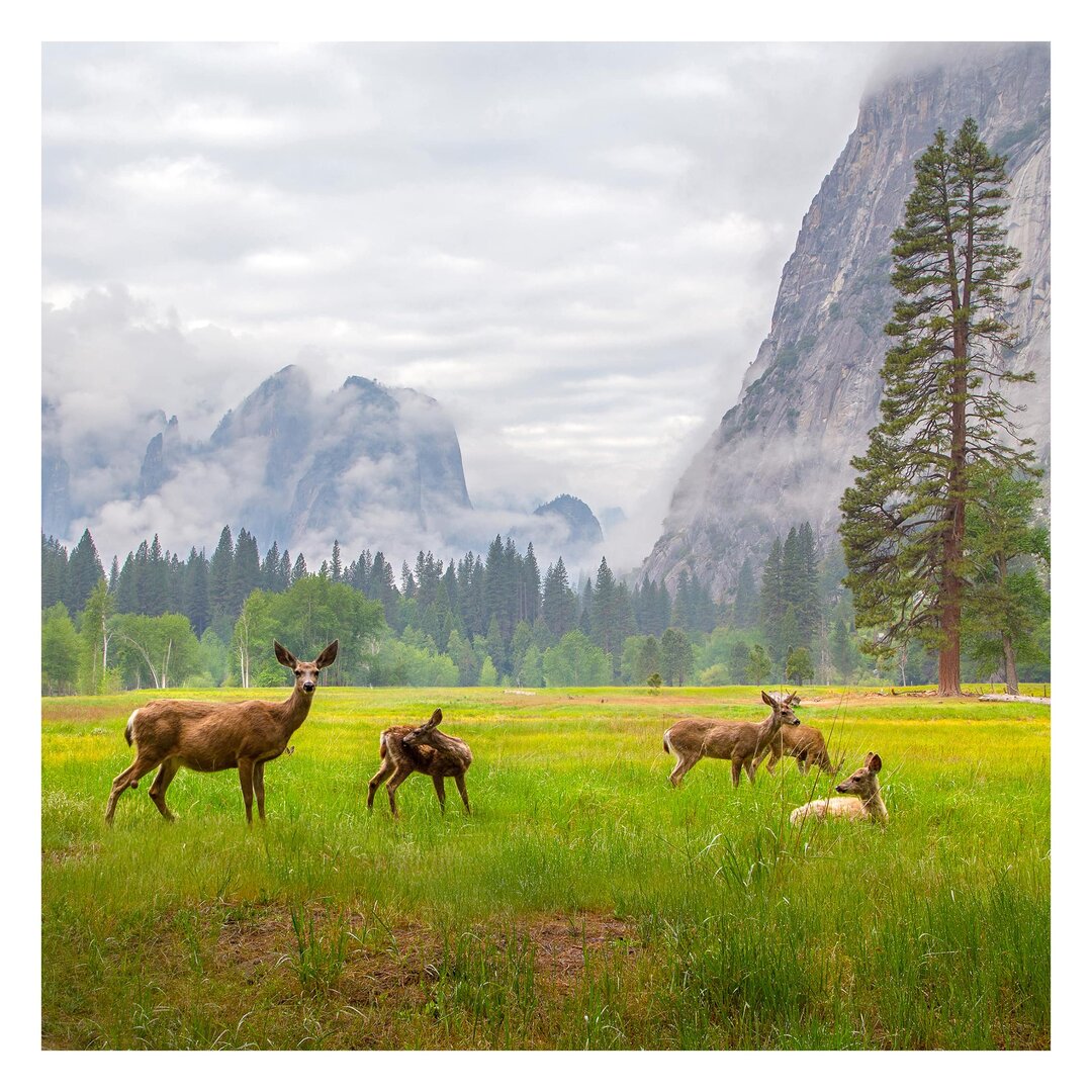 Matt Fototapete Rehe in den Bergen 2,4 m x 240 cm