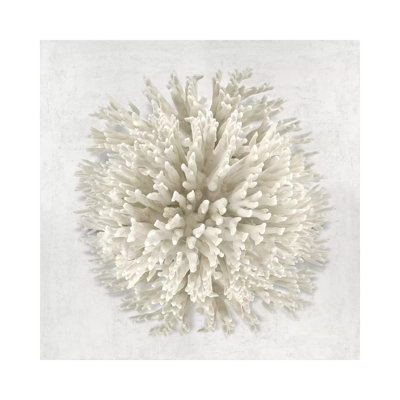 Coral Cream I by Caroline Kelly - Wrapped Canvas Print