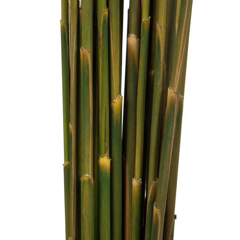 Ensemble de roseaux à plumes naturelles Zellmer, préservé Ensemble de roseaux d'automne 36 po Freeport Park® (15 à 20 tiges), préservé