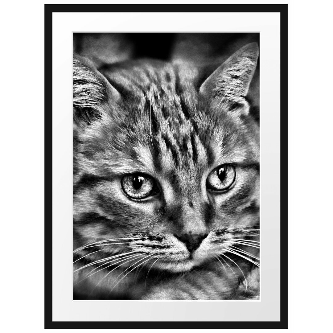 Wunderschöne Hauskatze Gerahmte Fotokunstdruck Poster