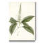 « Sage Botanical II », reproduction d’art sur toile tendue-43237976