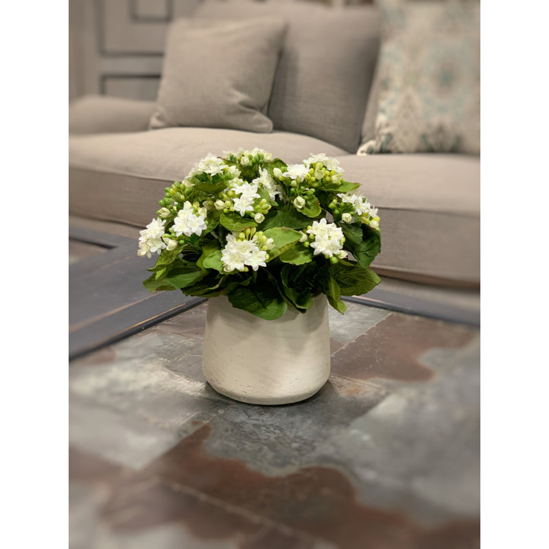 Kalanchoe Arrangement in Fiberstone Pot, White