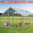 Chicken Nesting Boxes with Cleanable Pull-Out Trays, 3-Hole Wall Mount Roll Away Nest for Easy Cleaning & Egg Collection