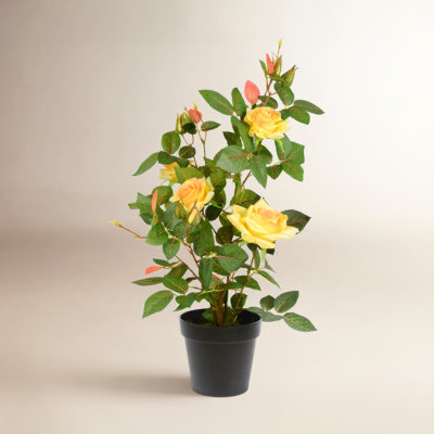 21" Rose Plant in Pot