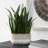 Uttermost Sansera Snake Accent Plant