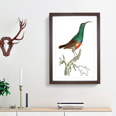 Red-Bellied Creeper Bird by George Shaw - Picture Frame Painting Print