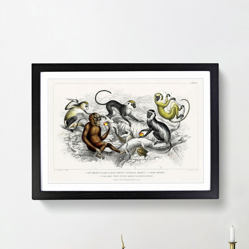 Orangutan and Monkeys by Oliver Goldsmith - Framed Print, 27cm H x 36cm W x 2cm D, Black Framed