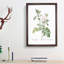 Autumn Damask Rose by Pierre-Joseph Redoute - Single Picture Frame Painting-55456889-55456888