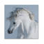 Stallion Print-1275731629-1249034910