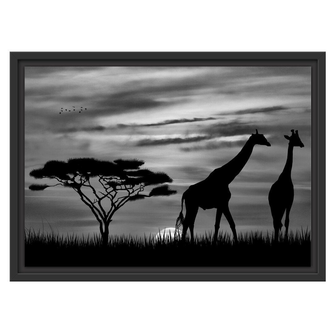 Gerahmtes Poster African Giraffes at Sunset