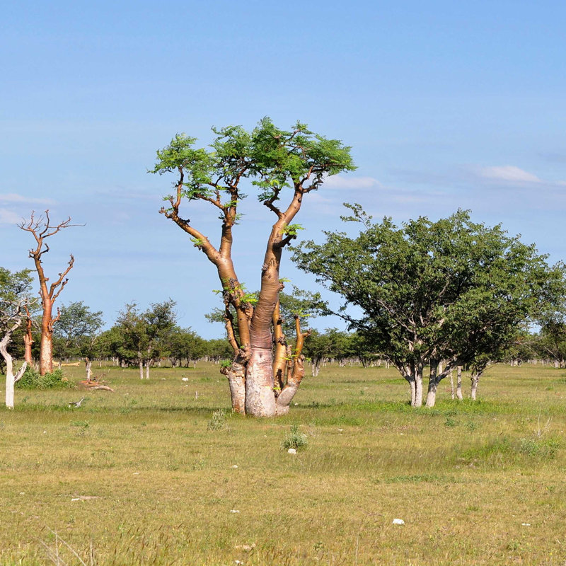 Arbre Moringa - photographie sur toile tendue, H 12 po x l 12 po