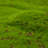 1'' Faux Moss Grass