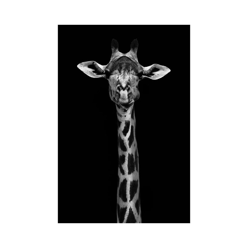 Giraffe Portrait - Wrapped Canvas Print, 66.04cm H x 45.72cm W x 1.91cm D