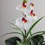 Arrangement floral orchidée artificielle en pot 12 po et plantes succulentes